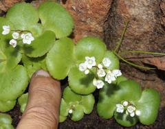 Crassula capensis capensis