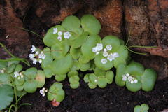 Crassula capensis capensis