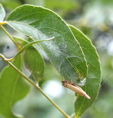 Rhodometra sacraria