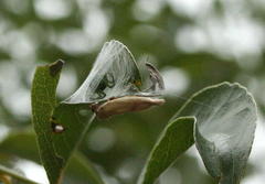 Rhodometra sacraria