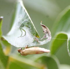 Rhodometra sacraria