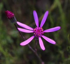 Senecio cymbalarifolius