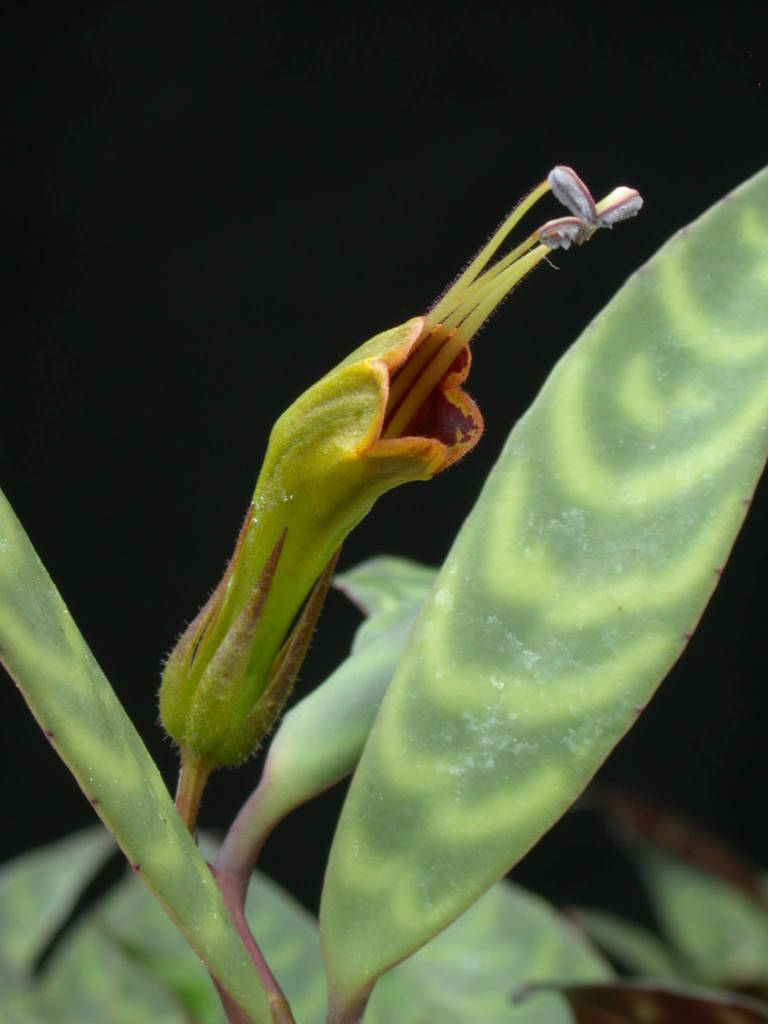 Aeschynanthus longicaulis