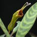 Aeschynanthus longicaulis - Photo (c) Smithsonian Institution, National Museum of Natural History, Department of Botany,  זכויות יוצרים חלקיות (CC BY-NC-SA)