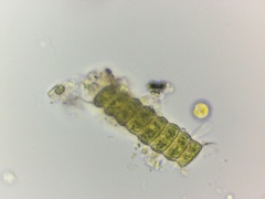 Desmodesmus communis