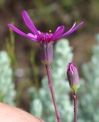Senecio cymbalarifolius