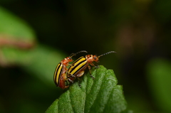 Disonycha spilotrachela