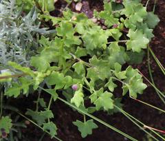 Senecio cymbalarifolius