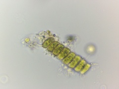 Desmodesmus communis