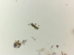 Desmodesmus communis