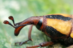 Cactophagus laetus