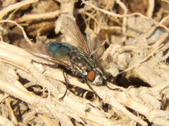Sarconesia chlorogaster