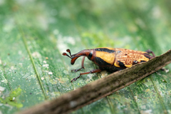 Cactophagus laetus