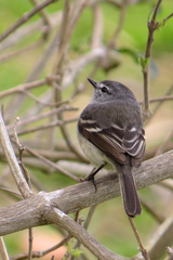 Serpophaga griseicapilla