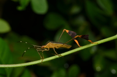 Anisoscelis marginellus