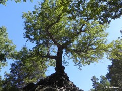 Nothofagus glauca
