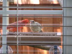 Cardinalis cardinalis