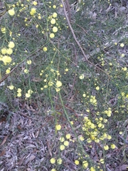 Acacia genistifolia