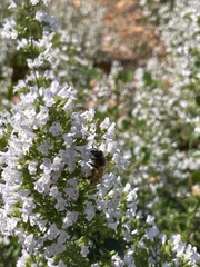 Apis mellifera