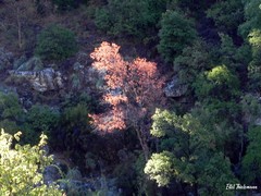 Nothofagus alpina