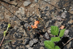 Macroptilium gibbosifolium