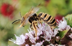 Halictus scabiosae