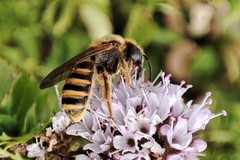 Halictus scabiosae