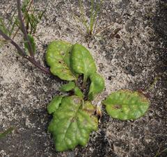 Othonna heterophylla