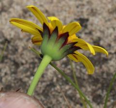 Othonna heterophylla