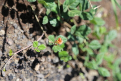 Macroptilium gibbosifolium