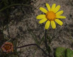 Othonna heterophylla