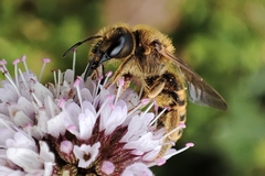 Halictus scabiosae