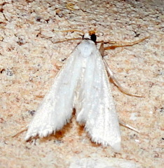 Leptosteges vestaliella
