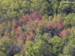Nothofagus alpina