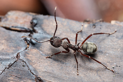 Dolichoderus decollatus