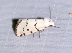 Grotella binda