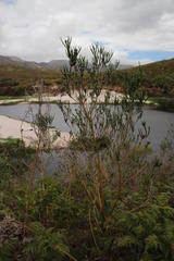 Aspalathus cephalotes cephalotes