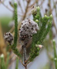 Aspalathus cephalotes cephalotes