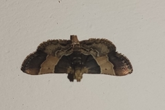 Pyralis pictalis