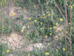 Aspalathus pigmentosa