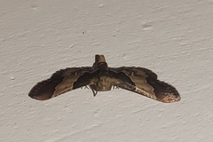 Pyralis pictalis