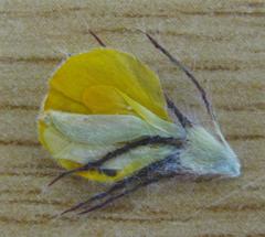 Aspalathus pigmentosa