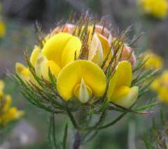 Aspalathus pigmentosa