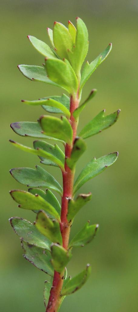 Laurembergia