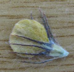 Aspalathus pigmentosa