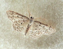 Idaea ostentaria