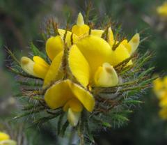 Aspalathus pigmentosa