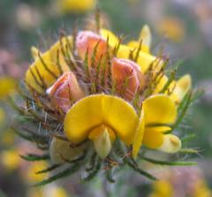 Aspalathus pigmentosa