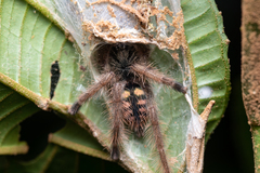 Psalmopoeinae