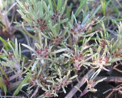 Gnaphalium pauciflorum